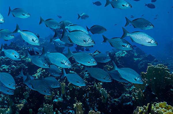 海洋開發(fā)的重要性及意義 海洋開發(fā)的重要性及意義